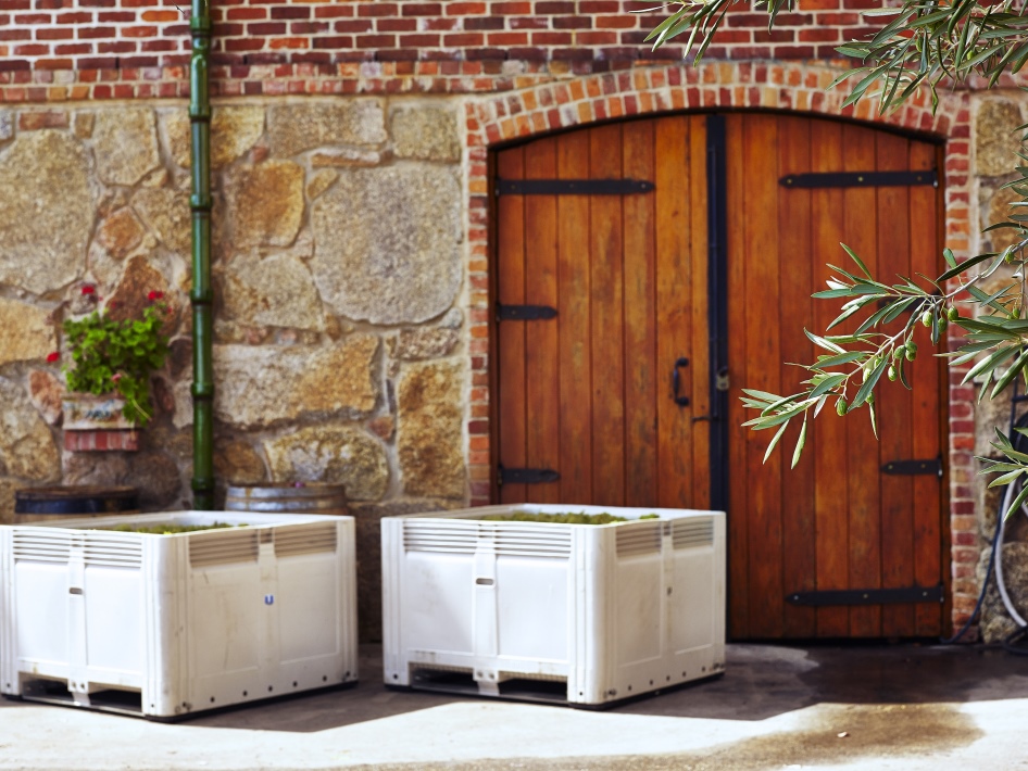 Bins of Chardonnay fruit waiting to be processed