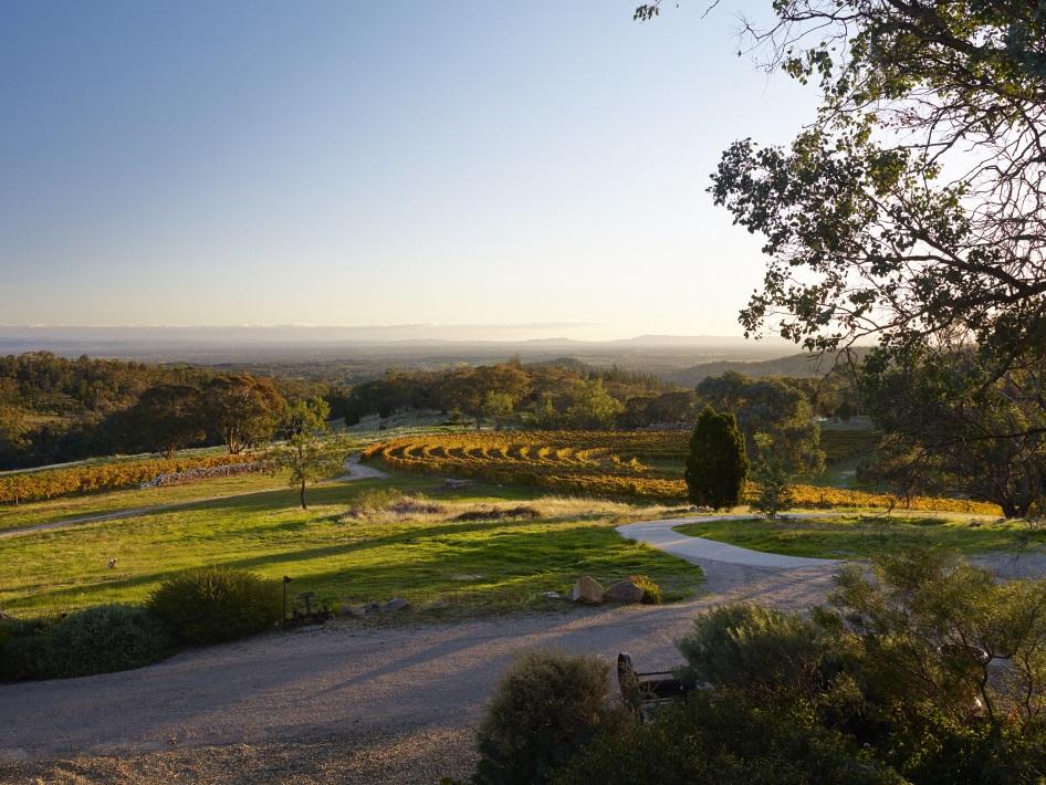 Sunrise over the vineyard