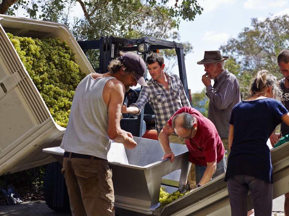 Rick and Nathan assessing incoming Chardonnay fruit