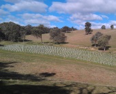 New one acre Nebbiolo vineyard planted at 'Red Hill' block near Beechworth township.