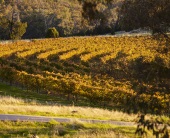 A new two acre planting 'Estate Vineyard Shiraz' at the top of property - the amphitheater block.