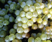 First plantings of Chardonnay, Cabernet Sauvignon, Merlot, Cabernet Franc, and  Pinot Noir.